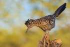 Greater roadrunner Art Print